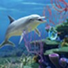Dolphin CoralReef Trial icon