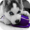 أيقونة Husky puppies Live Wallpaper