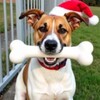 Animal Shelter icon