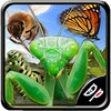 InsectRace icon