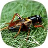 Appp.io - Crickets Sounds icon