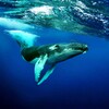 أيقونة The Humpback Whales