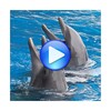 Icono de Dolphins songs to sleep