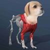 Idle Pet icon