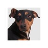 Icono de Dog sounds