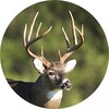 Whitetail Deer Calls 图标