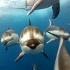 Dolphins Live Wallpaper icon