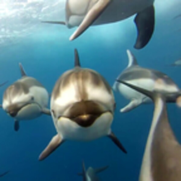 Dolphins Live Wallpaper for Android - Download the APK from Uptodown