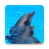 Pictogramă Dolphins - Sound to relax