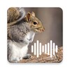 Squirrel Calls icon