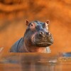 أيقونة The Hippo