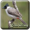 Suara Burung Kutilang Offline icon