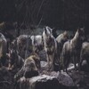 Wallpapers and pictures of wolves of all kinds around the world 4k icon