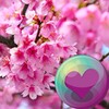 Sakura Cherry Blossoms Wallpapers icon