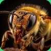Wasp Sounds icon