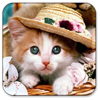 Cat Walkin Live Wallpaper - free download