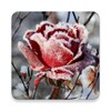 Frozen Flowers Live Wallpaper simgesi