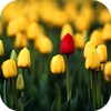 Tulips Video Live Wallpaper icon