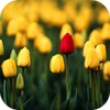 Icon von Tulips Video Live Wallpaper