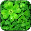 Lucky Charms Live Wallpaper icon