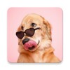 Icono de Dogs Identification App