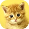 Baby Animals Game icon