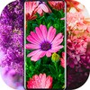 ไอคอน Flower Wallpapers - Flowrify