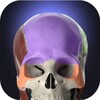 Anatomyka - 3D Anatomy Atlas icon