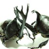 カブトムシ大戦アイコン