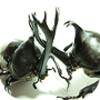 Beetle Wars icon