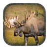 Moose Hunting Calls icon
