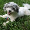 Havanese Dogs Jigsaw Puzzles icon