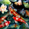 Ícone de Koi Fish HD Wallpaper