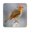 Robin Bird Sounds icon