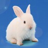 Icono de うさぎ育成