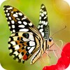 Butterfly Wallpapers 4K icon
