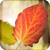 Icona di Falling Leaves Live Wallpaper