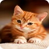 Cat Wallpaper HD icon