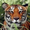 Tiger Wallpapers icon