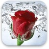 Rose icon