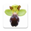 Icono de European Ophrys
