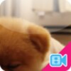 Lazy Puppy Live Wallpaper icon