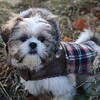 Shih Tzu Dogs Jigsaw Puzzles icon