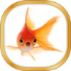 Icon von Gold Fish Live Wallpaper