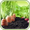 Vegetable Garden Design Ideas icon