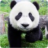 Panda HD Wallpapers icon