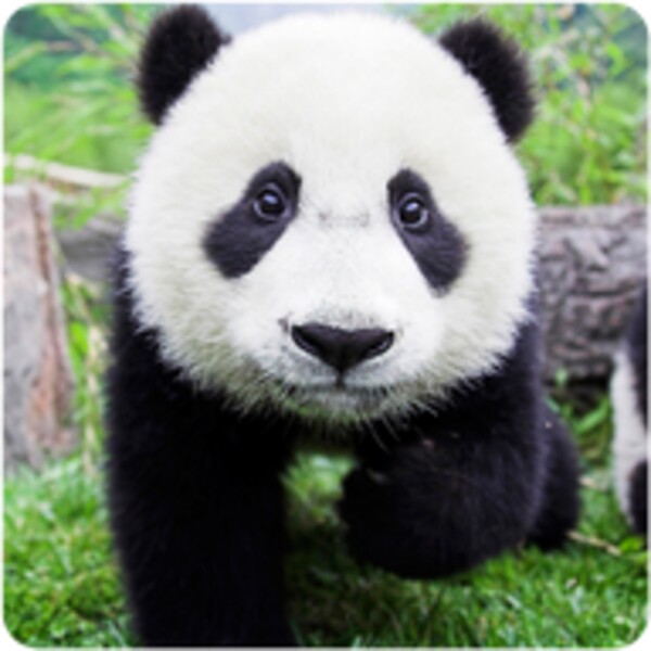 Panda HD Wallpapers for Android - Download the APK from Uptodown
