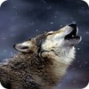 Wolf Wallpaper HD icon