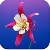 Flowers Wallpaper 4K icon