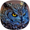 Owl Ringtones icon